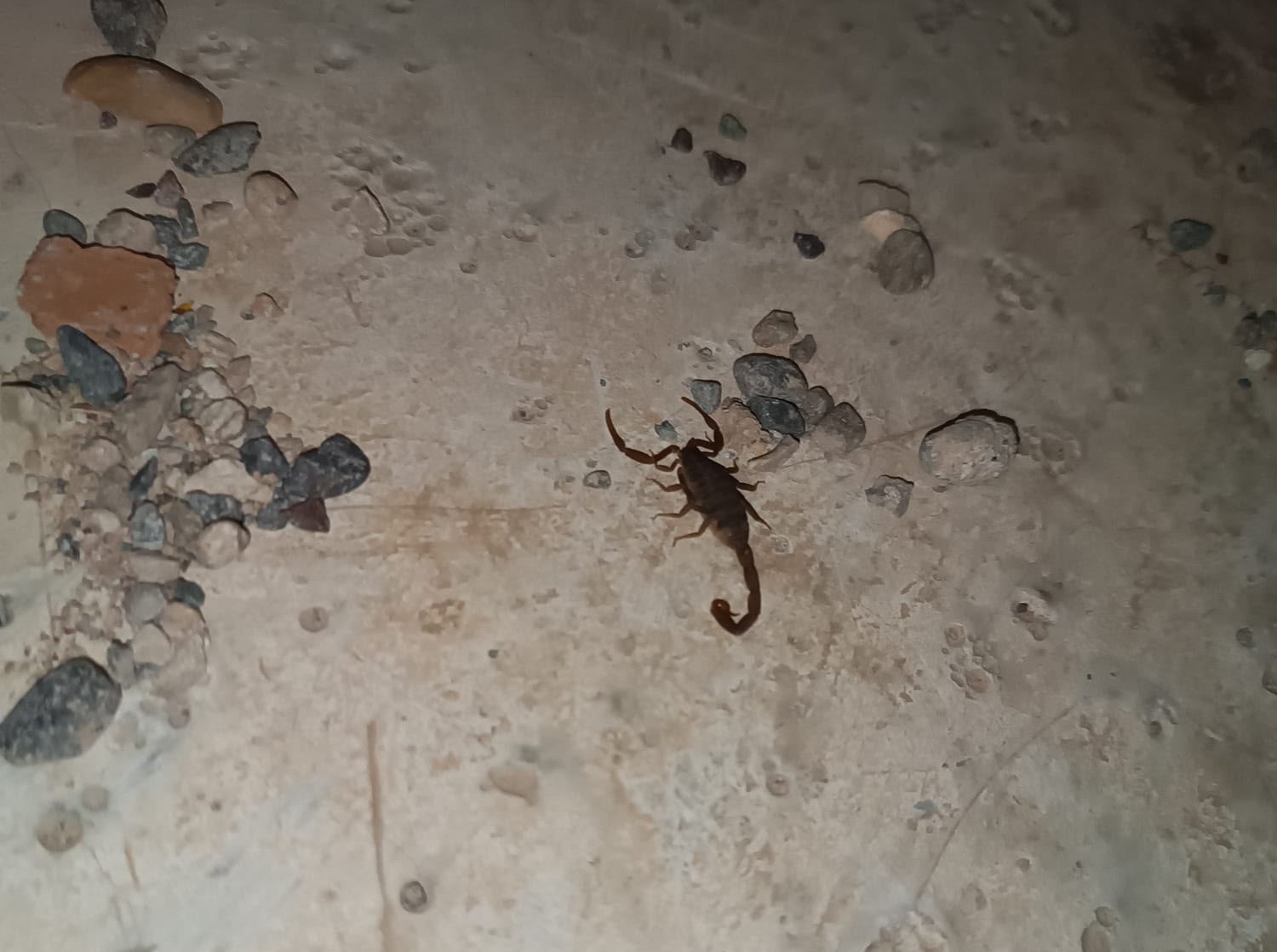 Kentin bir&ccedil;ok farklı noktalarında akrepler g&ouml;r&uuml;l&uuml;yor
