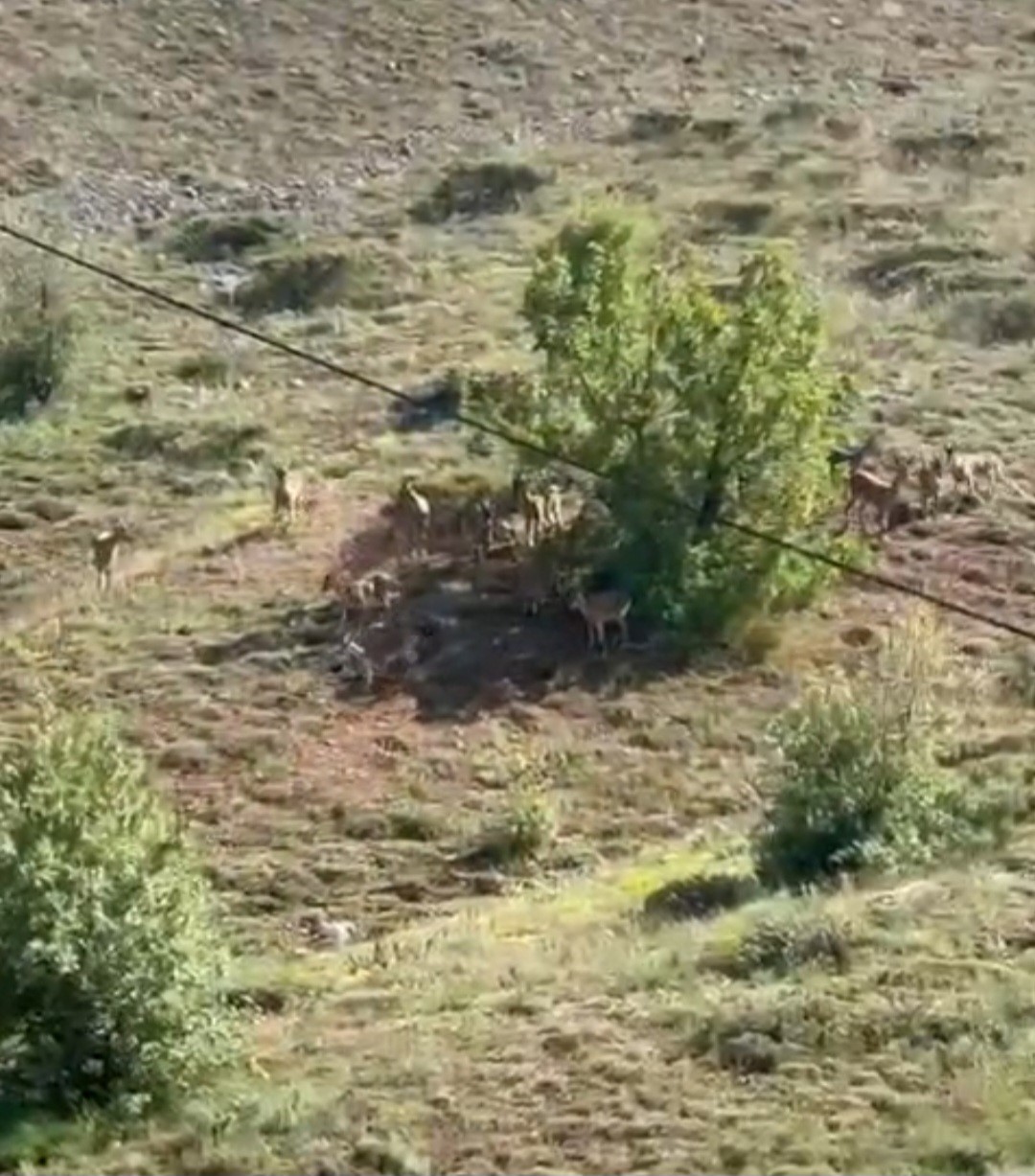 Elazığ&rsquo;da koruma altındaki dağ ke&ccedil;ileri s&uuml;r&uuml; halinde g&ouml;r&uuml;nt&uuml;lendi