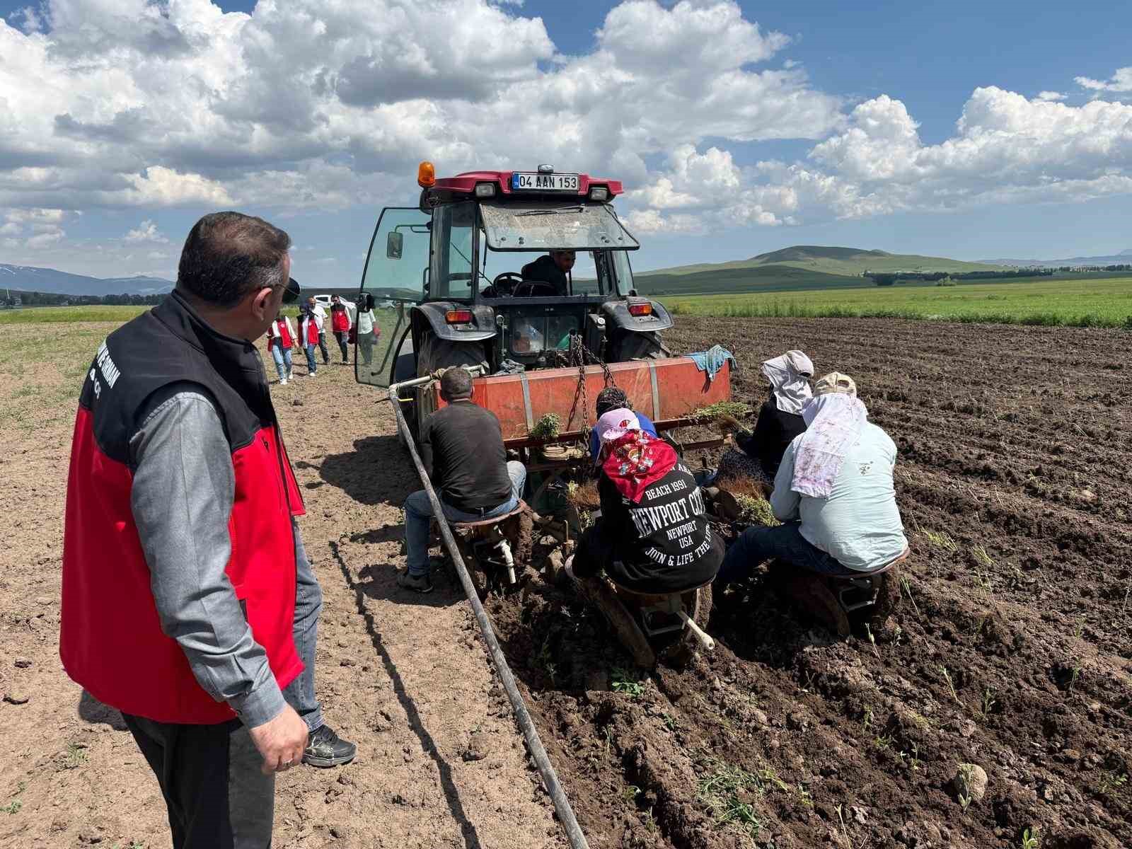 Patnos&rsquo;ta ada &ccedil;ayı &uuml;retimi başladı