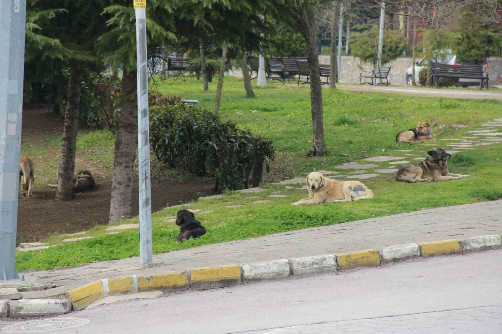 Oğluna saldıran k&ouml;peği vurmuştu, ilk kez konuştu