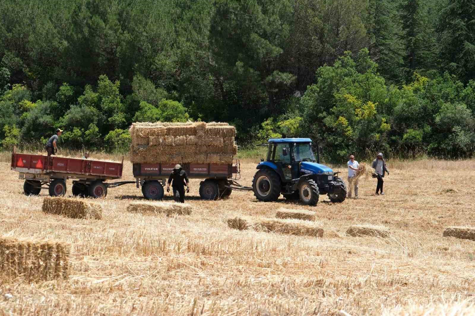 Balıkesir &Uuml;niversitesi 600 dekar alanda hasata başladı