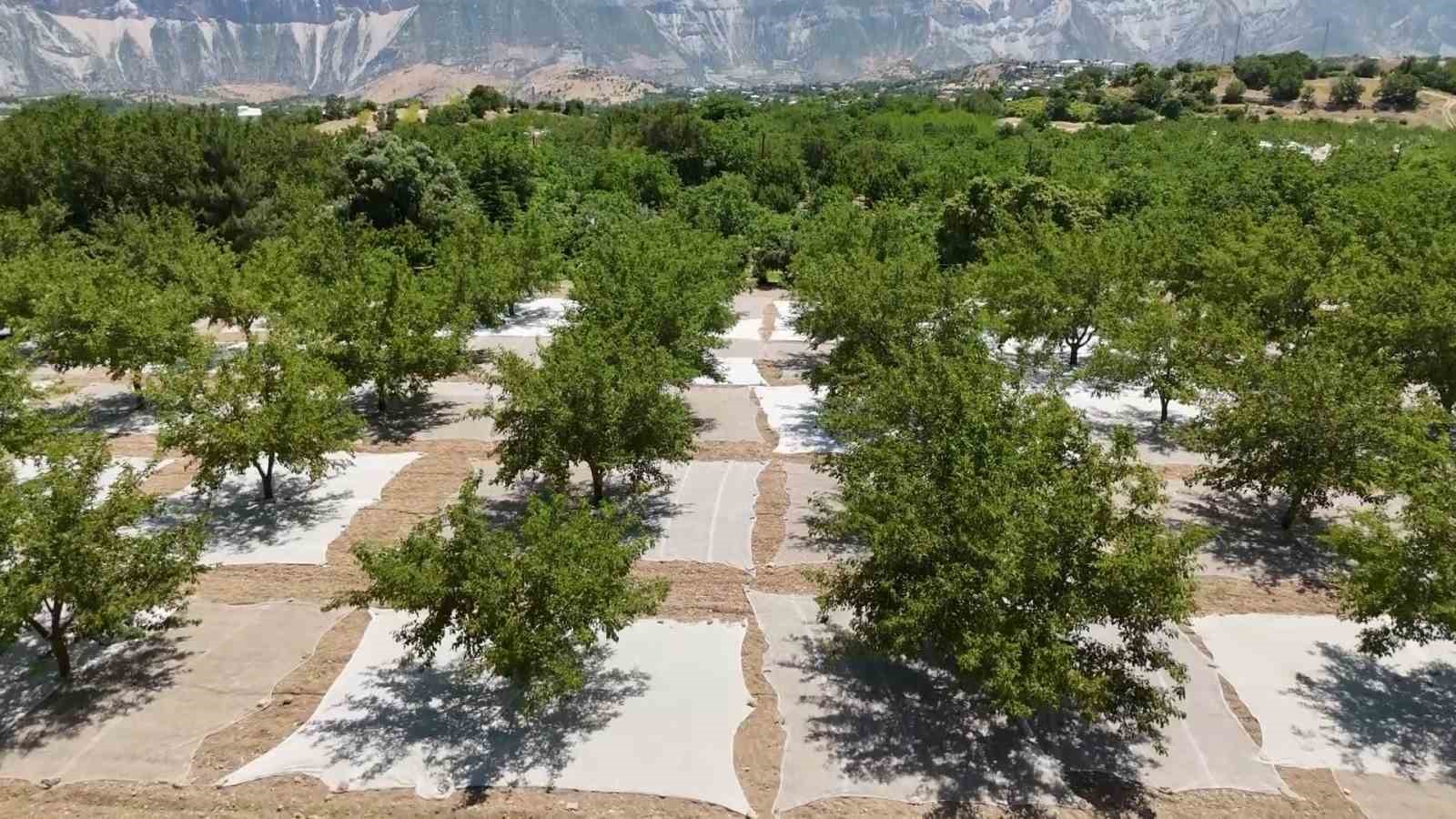 Tut il&ccedil;esinde dut hasadı başladı