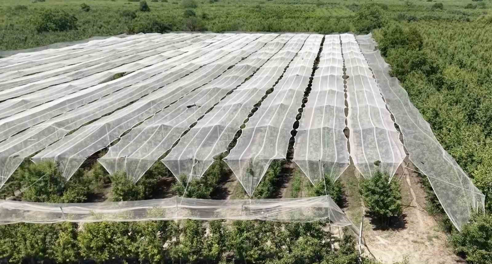 Bursa &ccedil;ift&ccedil;isi armut ve şeftalisini doludan fileyle koruyor