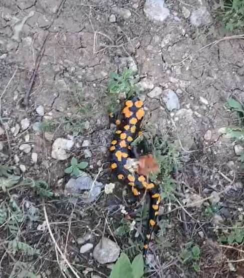 Kahramanmaraş&rsquo;ta benekli semender g&ouml;r&uuml;nt&uuml;lendi