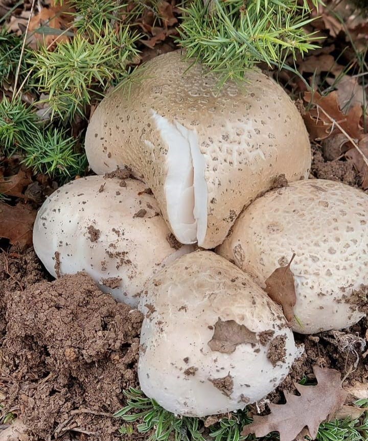 &Ccedil;ayır mantarını toplaması zahmetli yemesi lezzetli