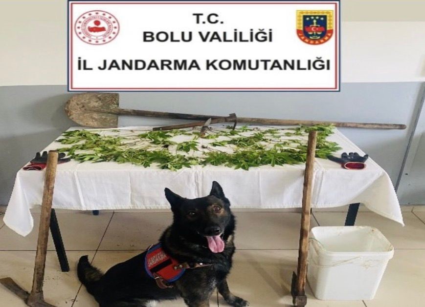 Bolu&rsquo;da kenevir bah&ccedil;esi oluşturan ş&uuml;pheli tutuklandı