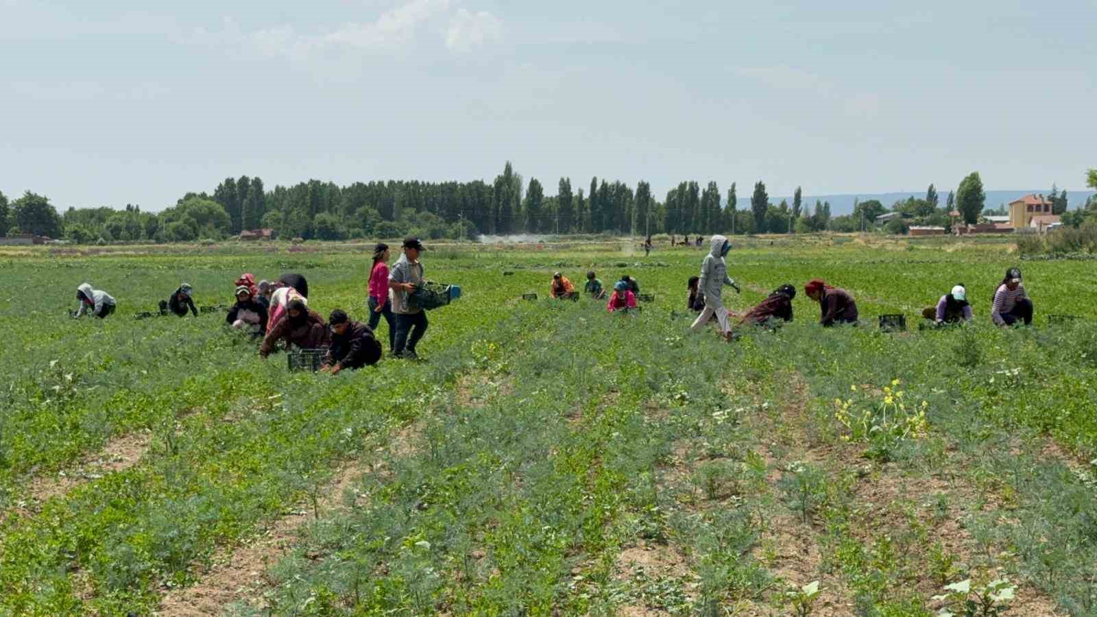 Tarla sahibinin verdiği &ccedil;ek sahte &ccedil;ıkınca iş&ccedil;ilerin parasını &ouml;demek i&ccedil;in aracını sattı