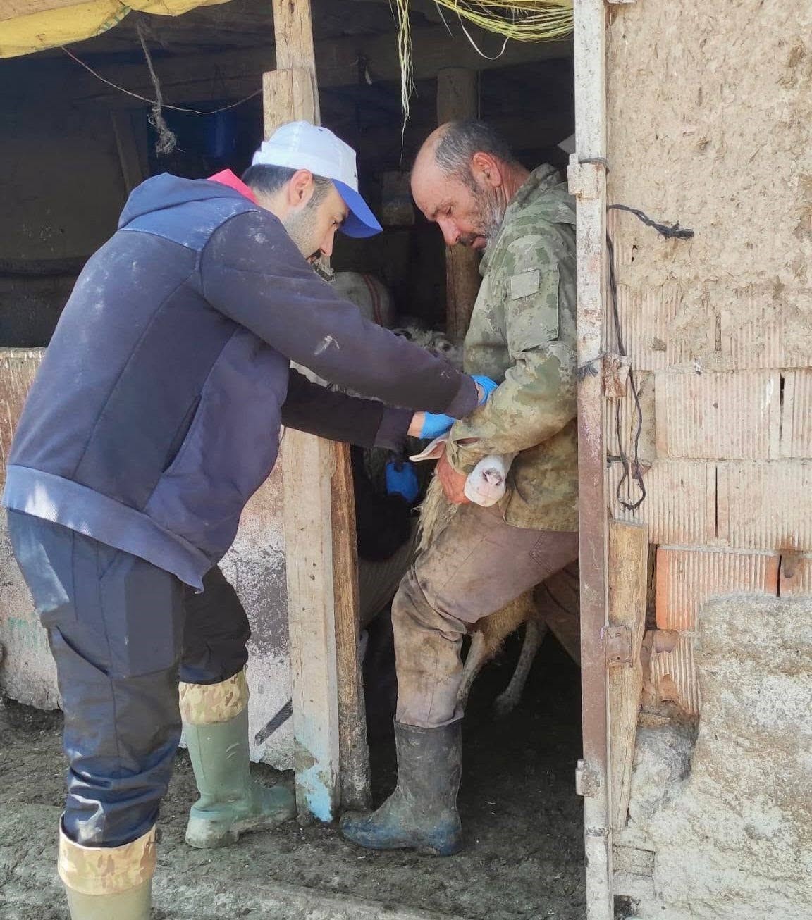 Bolvadin&rsquo;de k&uuml;&ccedil;&uuml;kbaş hayvanlara y&ouml;nelik aşılama ve k&uuml;peleme &ccedil;alışması