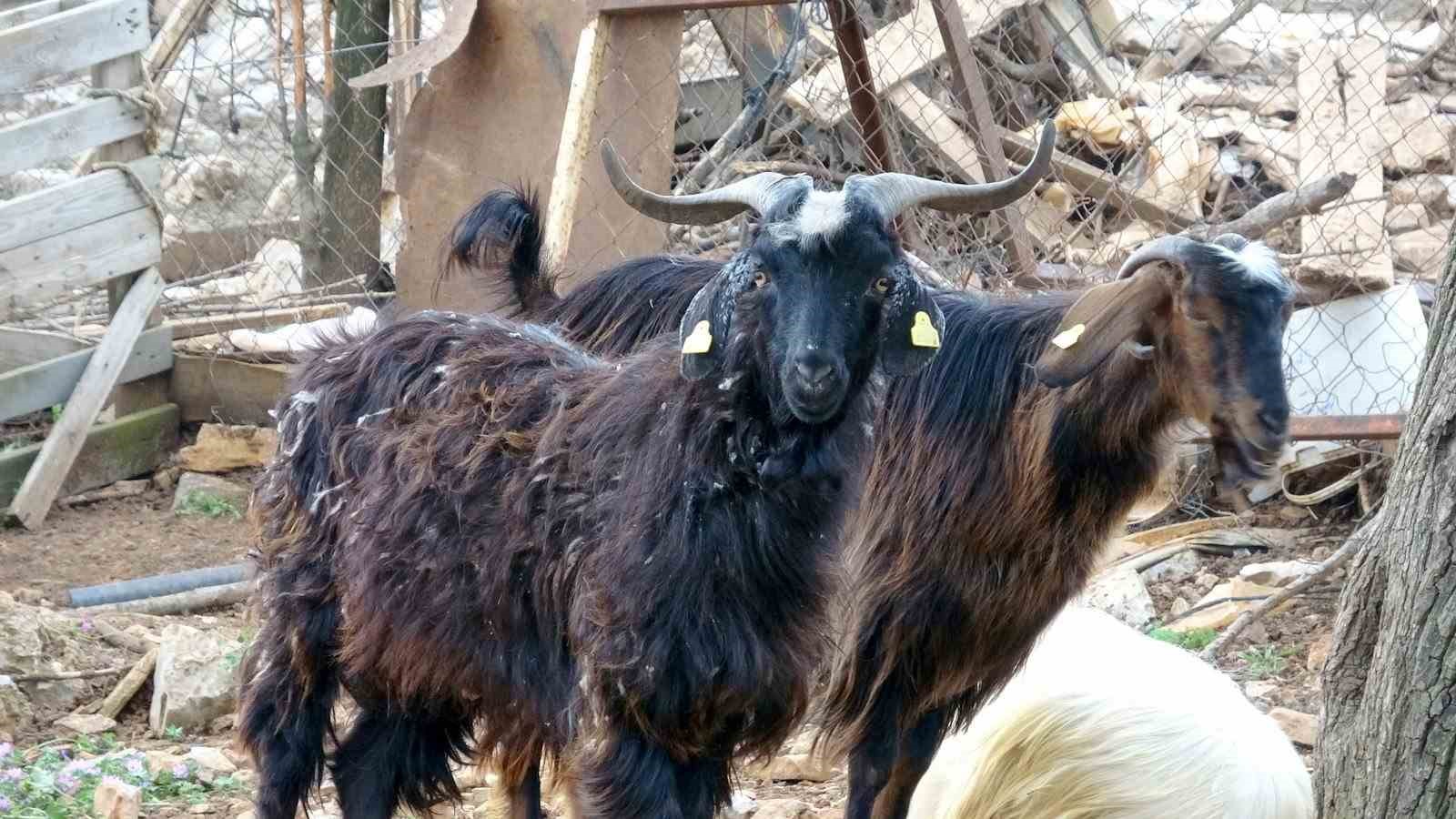 Muğla&rsquo;da Kurbanlık satışında hareketlilik başladı