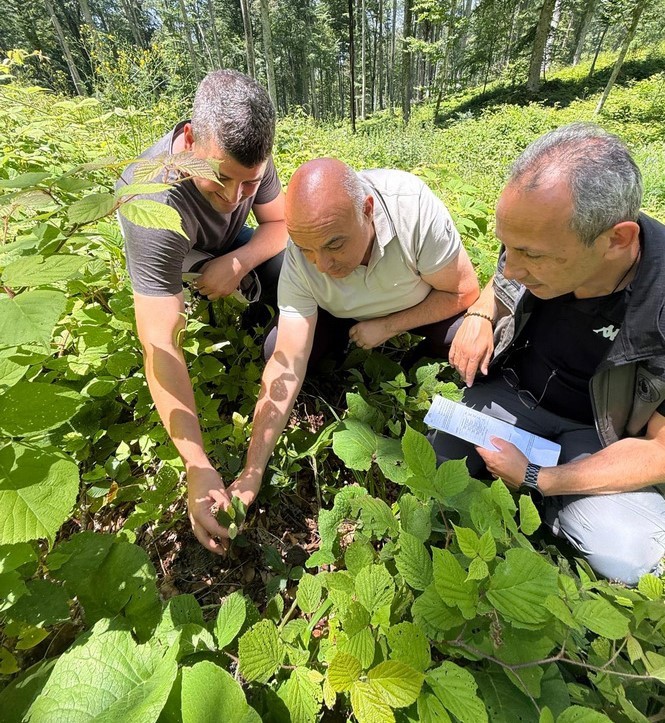 D&uuml;zce&rsquo;de ormanlarda gen&ccedil;lik bakım &ccedil;alışmaları s&uuml;r&uuml;yor