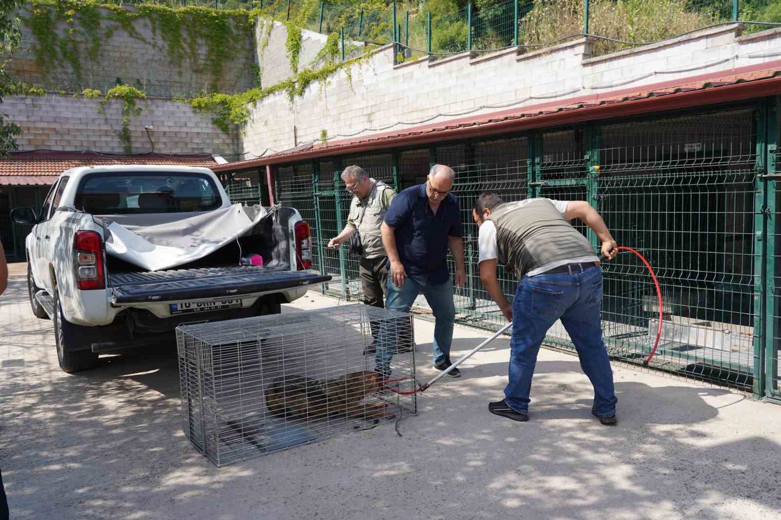 Yaralı halde bulunan &ccedil;akal tedavi edildi