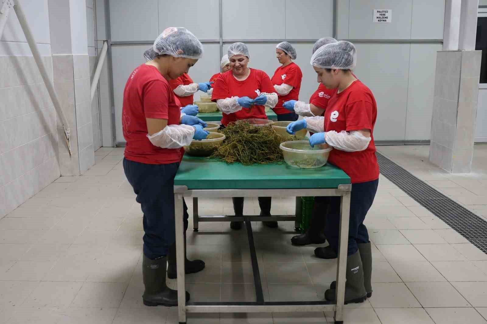 Efeler&rsquo;in fabrikasında yaz mesaisi