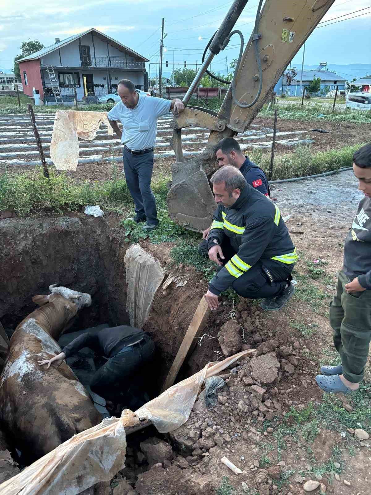 Muş’ta foseptik çukuruna düşen ineği itfaiye ekipleri kurtardı