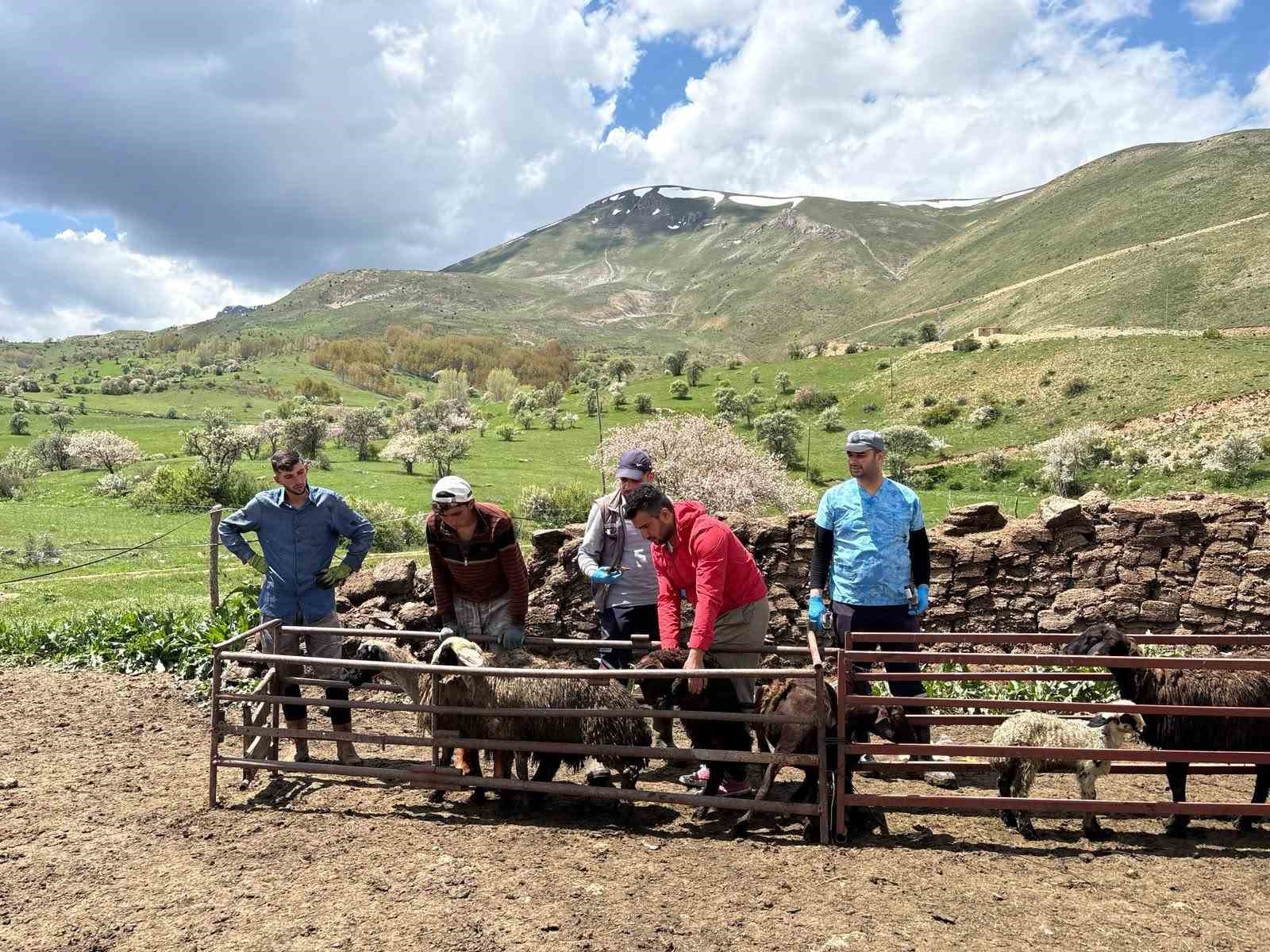 Bayburt&rsquo;ta k&uuml;&ccedil;&uuml;kbaş hayvanlara y&ouml;nelik kimliklendirme ve aşılama &ccedil;alışmaları s&uuml;r&uuml;yor