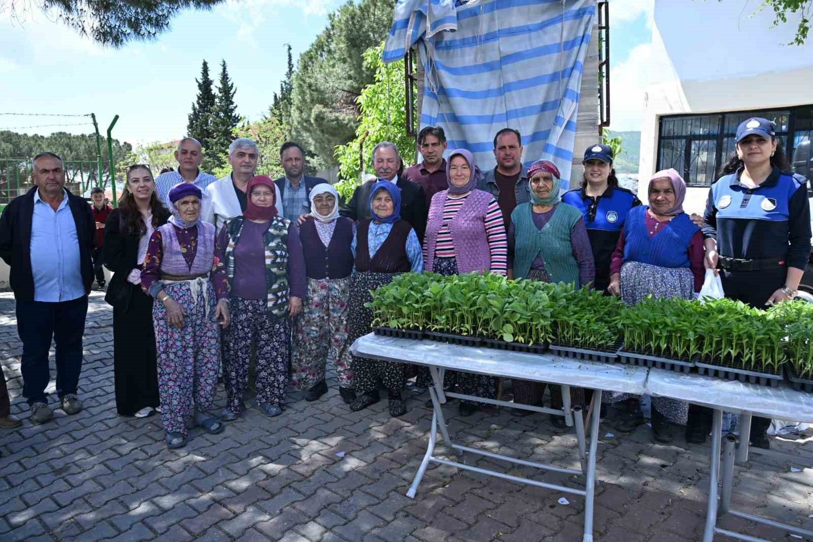 Salihlili &uuml;reticilere 34 bin sebze fidesi