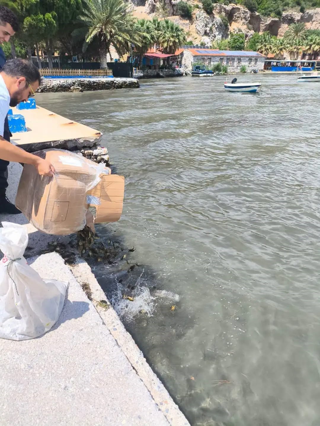 Aydın&rsquo;da 60 kilo canlı yenge&ccedil; ele ge&ccedil;irildi