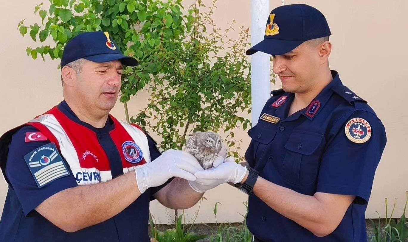 Yozgat&rsquo;ta yavru baykuşa Jandarma ekipleri şefkat eli uzattı