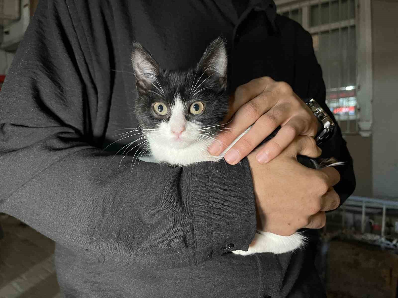K&uuml;&ccedil;&uuml;k&ccedil;ekmece&rsquo;de 7&rsquo;inci kattan d&uuml;şen kedi şemsiye ile kurtarıldı