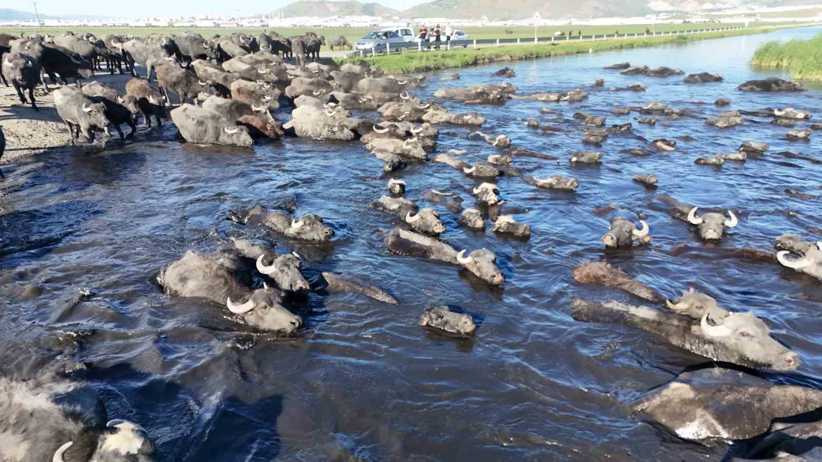 Erciyes&rsquo;in eteklerinde manda safari