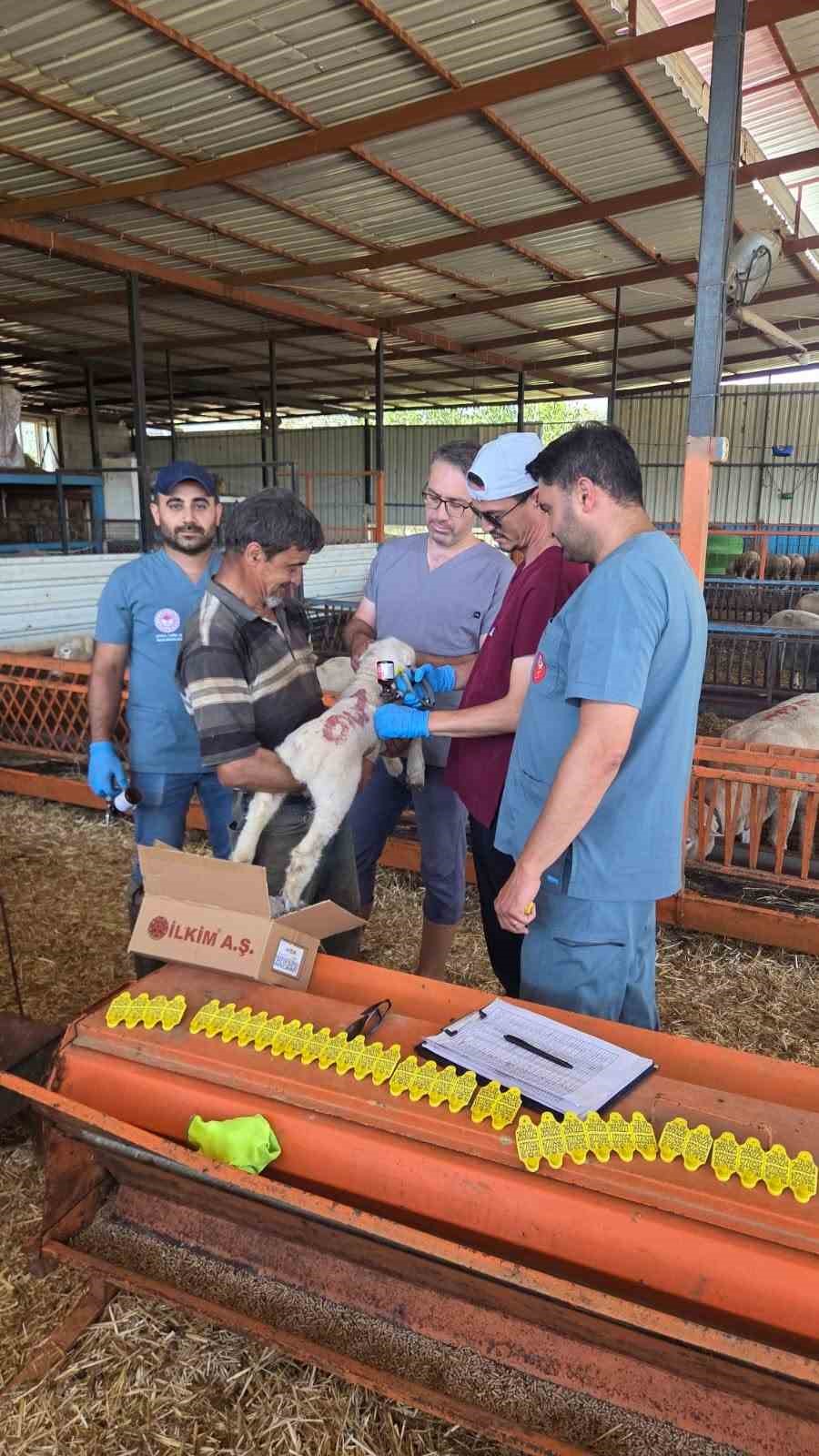 Bozdoğan&rsquo;da hayvan sağlığı ekipleri sahada