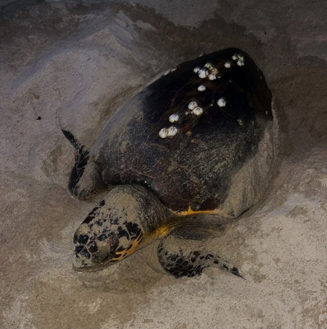 Duyarlı gen&ccedil;lerin ihbarı sayesinde, caretta yuvası koruma altına alındı