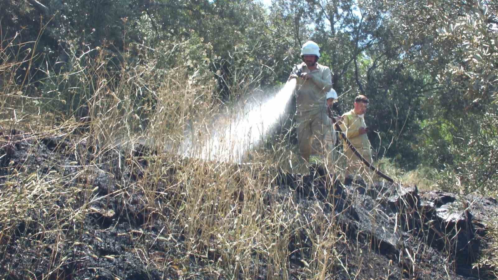Burhaniye de &ccedil;ıkan arazi yangınında &ccedil;ok sayıda zeytin ağacı zarar g&ouml;rd&uuml;
