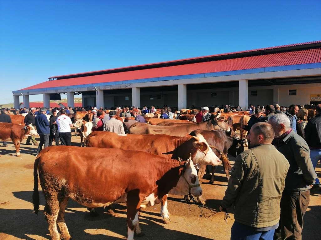 Bayburt&rsquo;ta kurbanlık satışları bug&uuml;n başladı