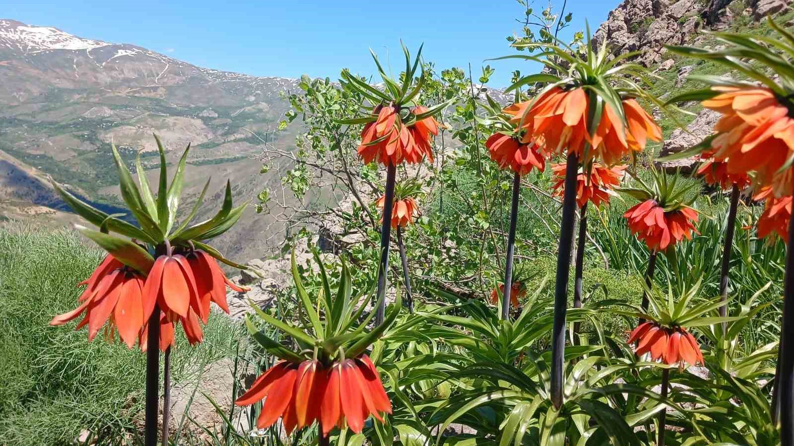 Hakkari&rsquo;de 2 bin 700 rakımda ters laleler g&ouml;r&uuml;nt&uuml;lendi