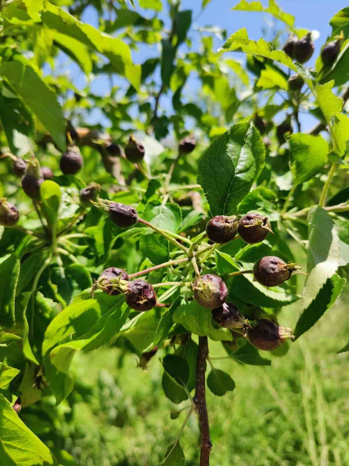 Niğde&rsquo;de dolu ve sağanak tarım arazilerine zarar verdi