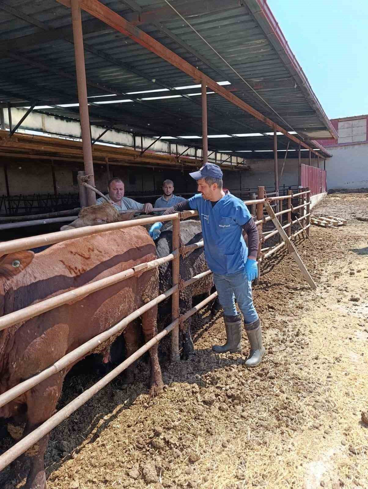 İthal besi hayvanlara y&ouml;nelik denetim