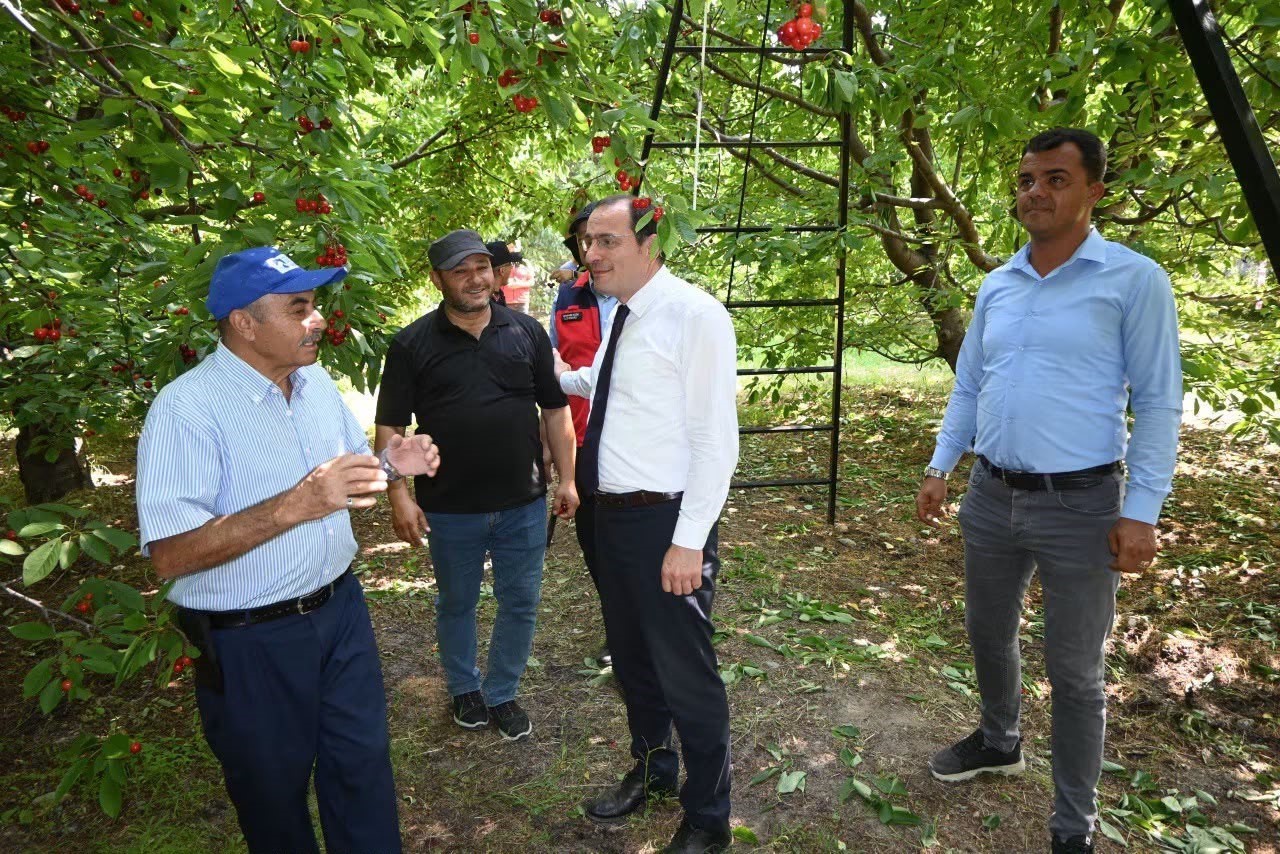 &Ccedil;ay&rsquo;da kiraz hasadı başladı