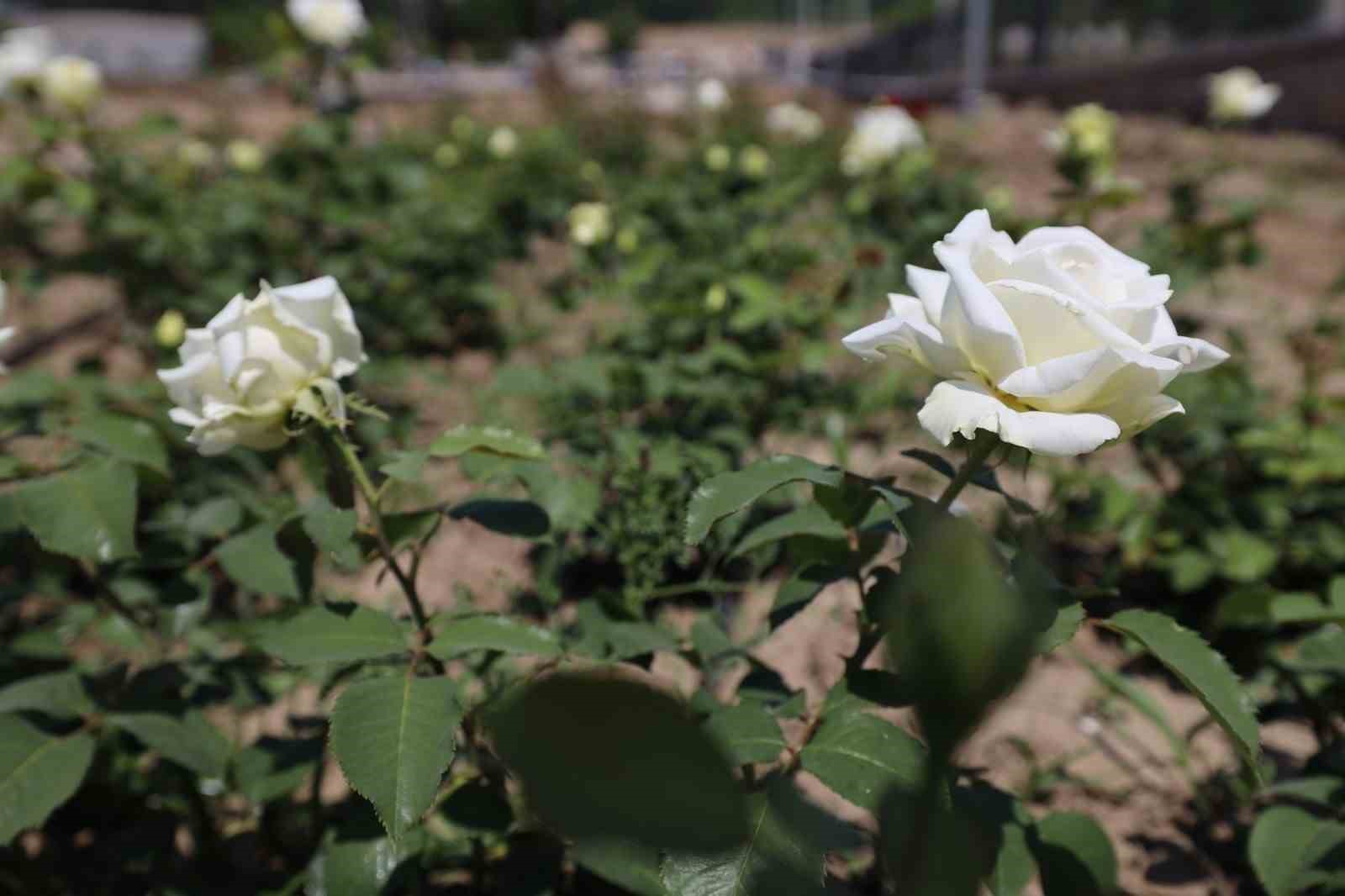 Başiskele&rsquo;nin yeni yaşam alanı G&uuml;l Bah&ccedil;esi&rsquo;nde ilk fidanlar dikildi
