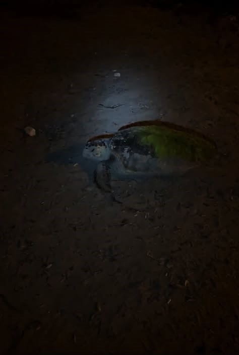 Aydın&rsquo;da yılın ilk Caretta Caretta yuvası tespit edildi