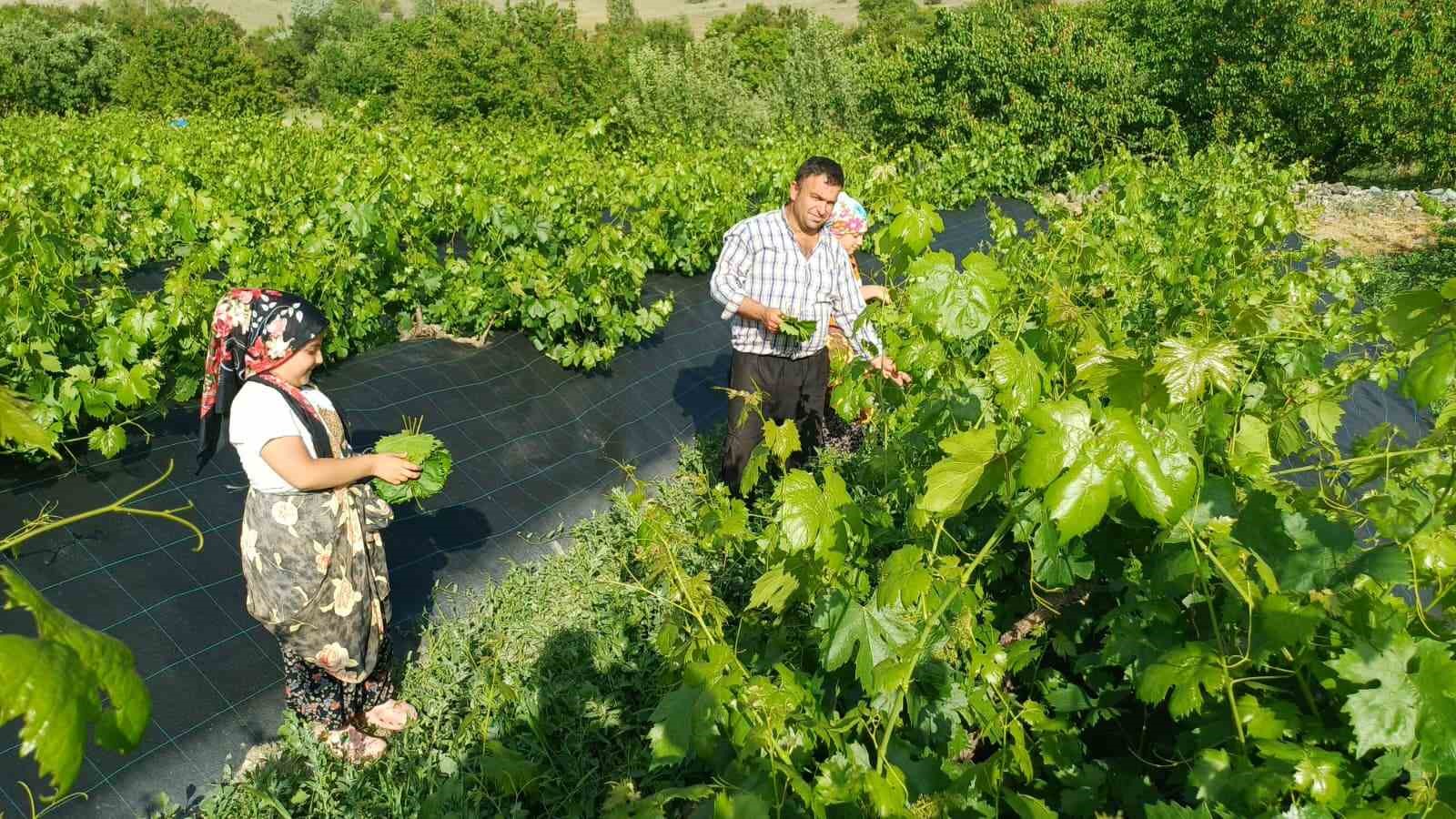 Erzincan&rsquo;da &uuml;z&uuml;mden &ouml;nce yaprak hasadı başladı