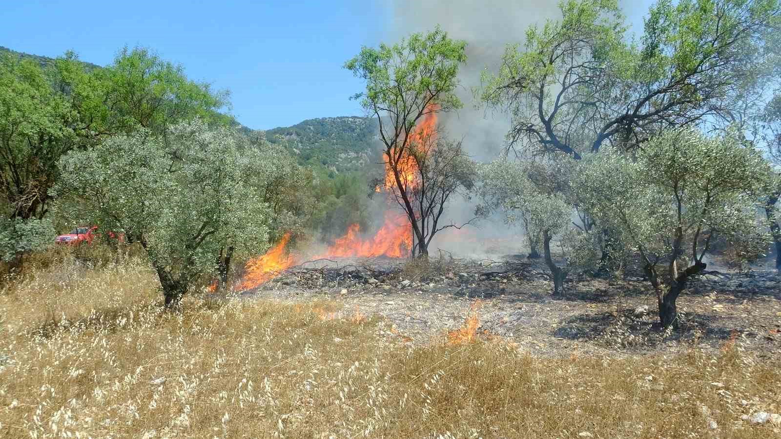 Menteşe&rsquo;de zeytinlik yangını