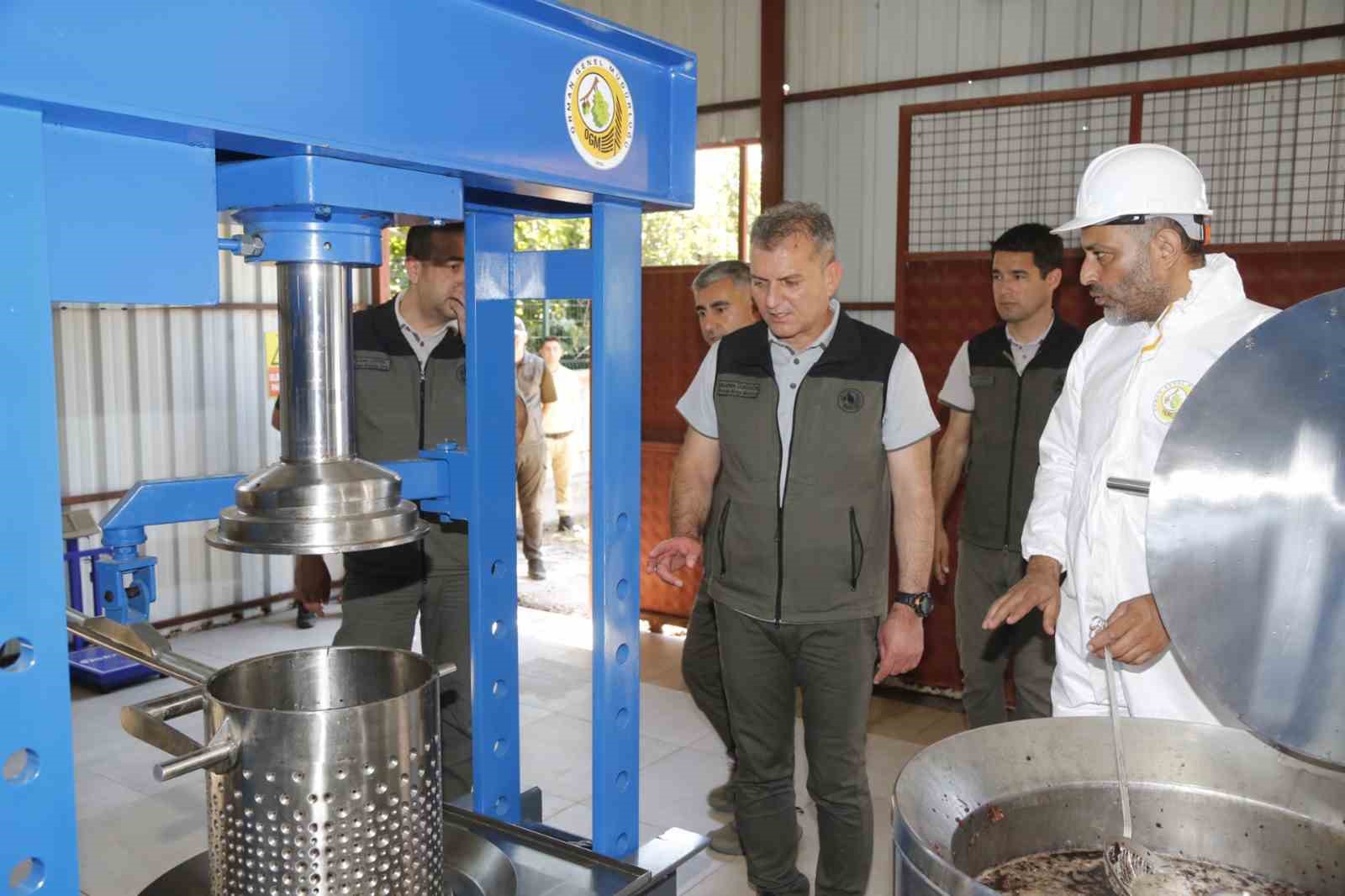 Muğla&rsquo;daki Sığla ormanlarından 1 ton Sığla yağı &uuml;retimi bekleniyor
