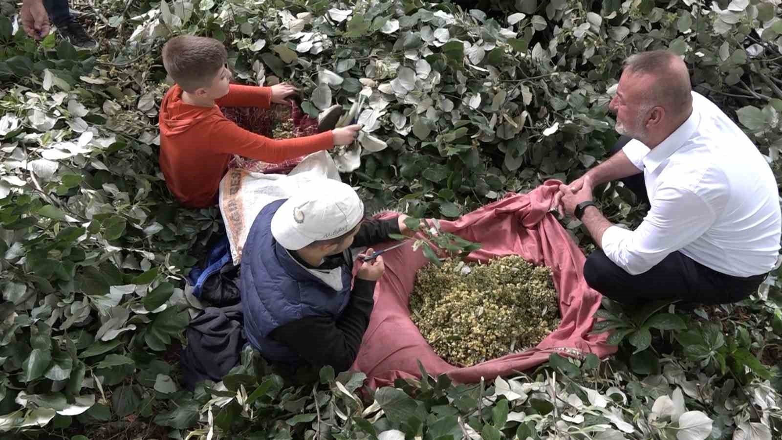 Kilosu ormanda 3 bin lirayı buluyor...Ihlamur ormanlarında &ouml;l&uuml;m&uuml;ne cesaret