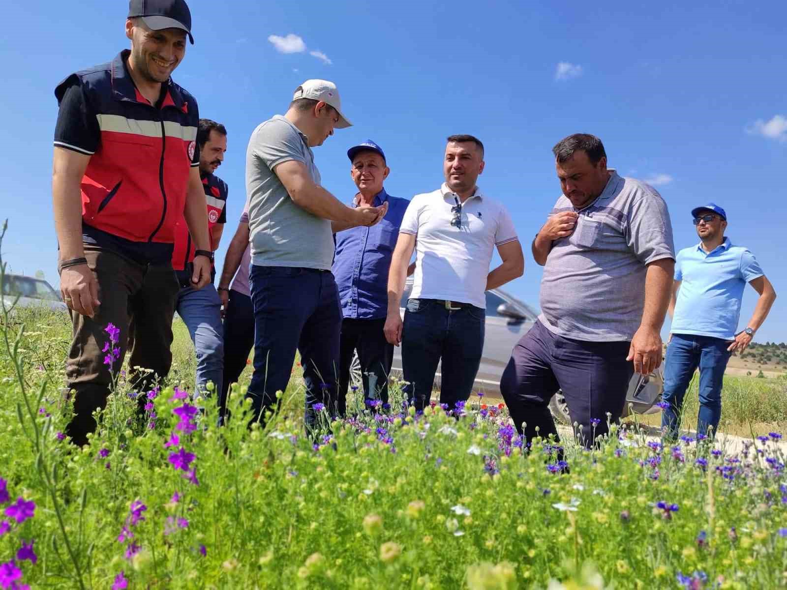 K&uuml;tahya&rsquo;da &ccedil;&ouml;rek otu &uuml;retimi yakından takip ediliyor