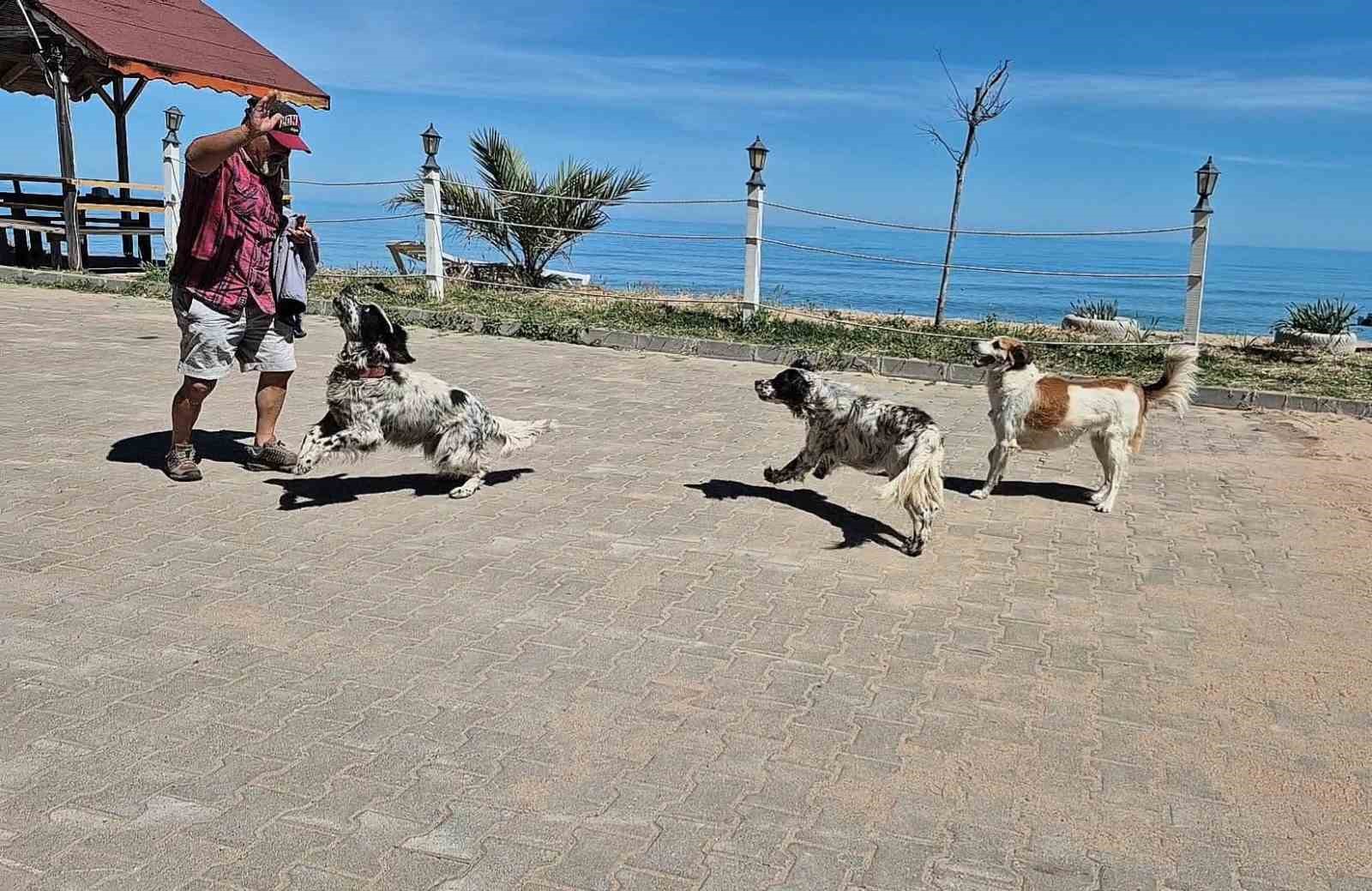 Bunlar da dronsavar k&ouml;pekler