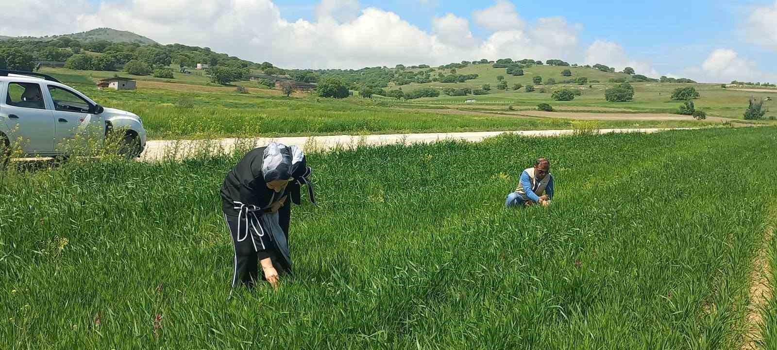 Hububat alanlarında denetimler s&uuml;r&uuml;yor