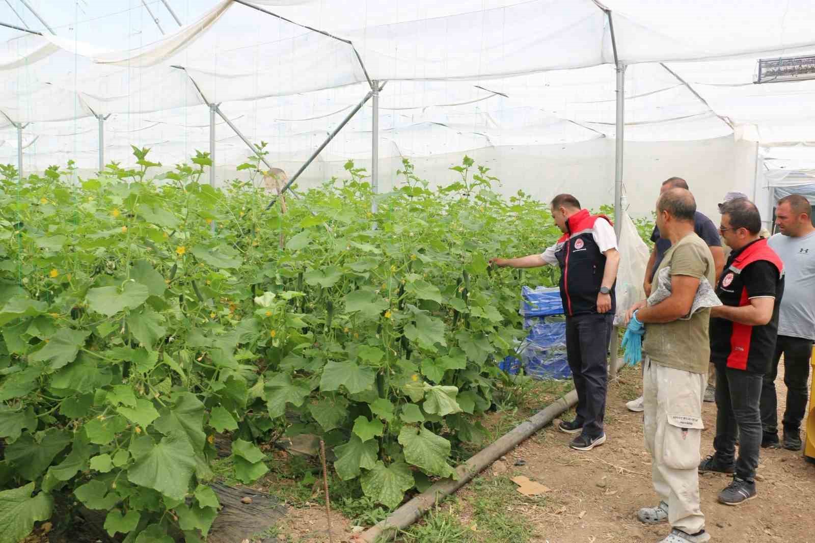 Erzincan&rsquo;da seracılık yatırımları &uuml;retimi artırıyor