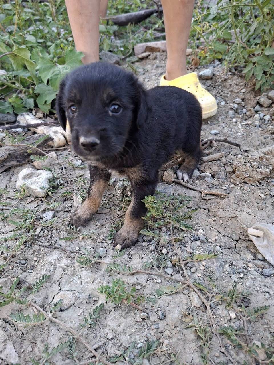 Kuyuya d&uuml;şen yavru k&ouml;pek kurtarıldı