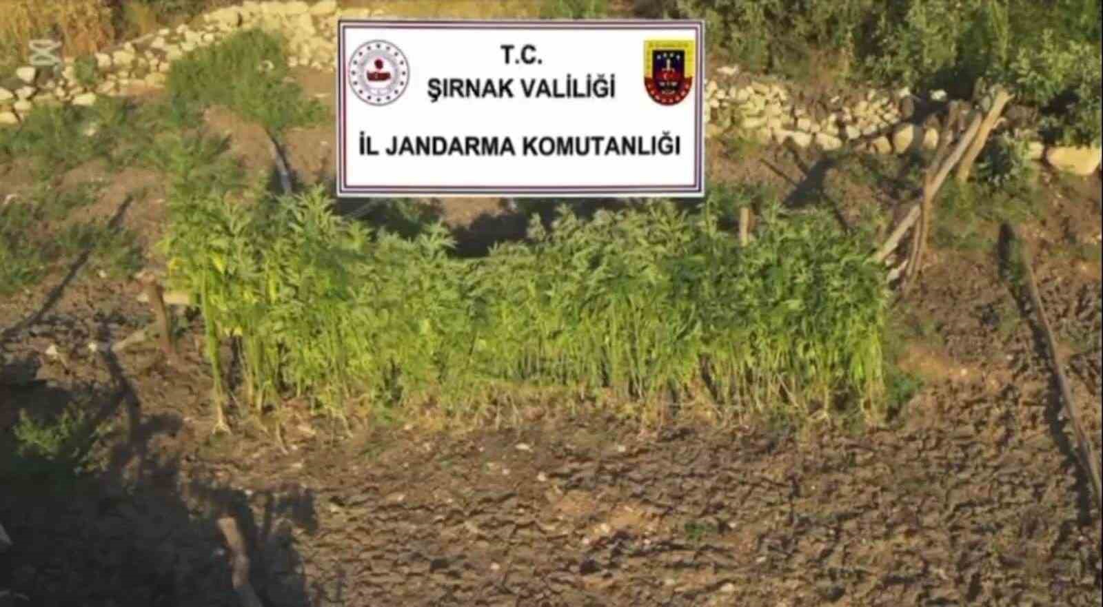 Şırnak merkezli 3 ilde uyuşturucu operasyonu: 5 g&ouml;zaltı