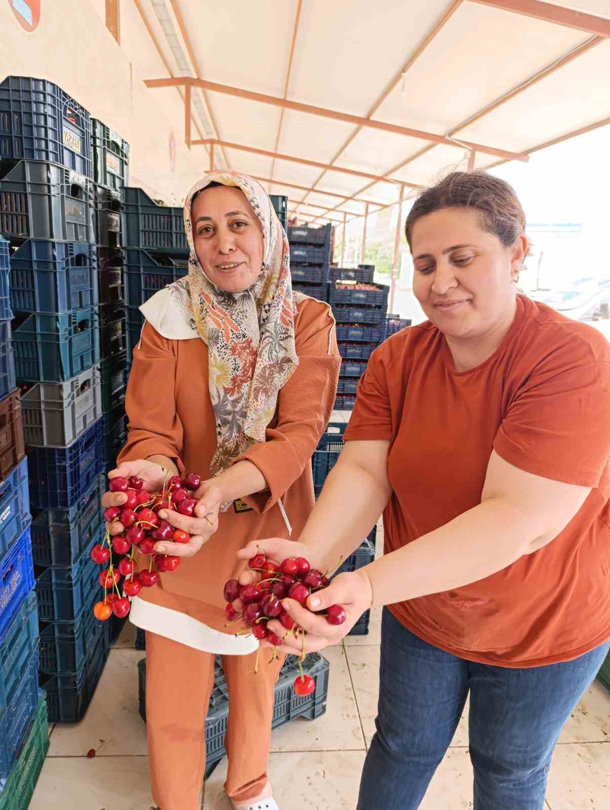 25 yıl &ouml;nce dikilen kiraz fidanları Selendi&rsquo;yi Avrupa&rsquo;ya taşıdı