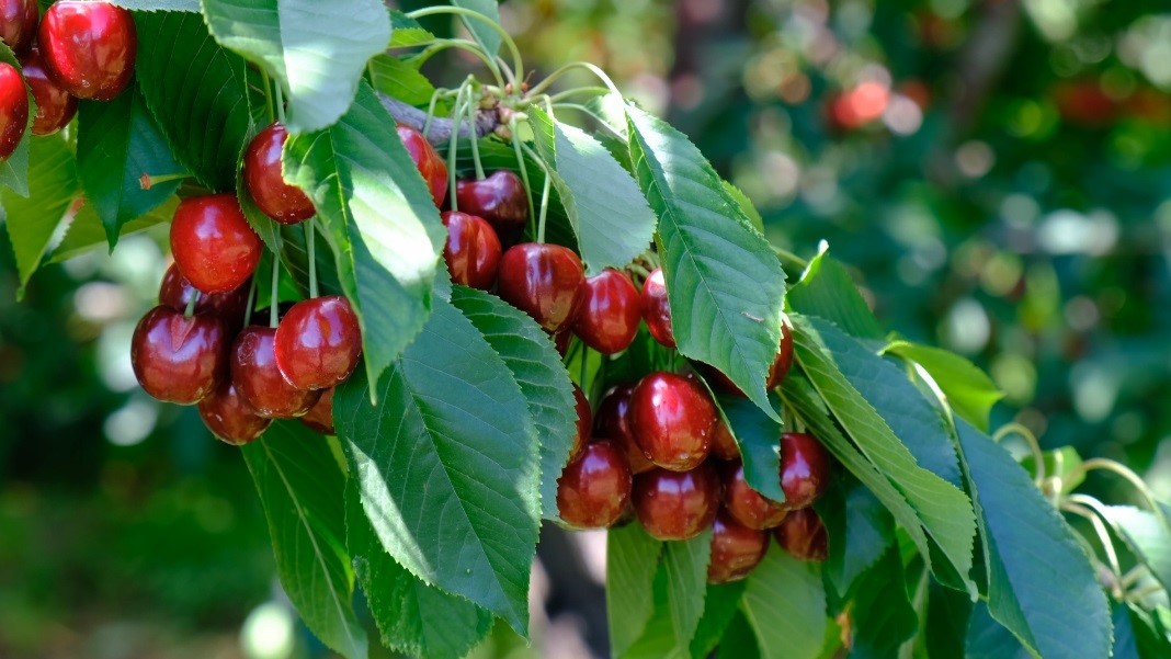 Erzincan&rsquo;da yazın habercisi kiraz tezg&acirc;hlara iniyor
