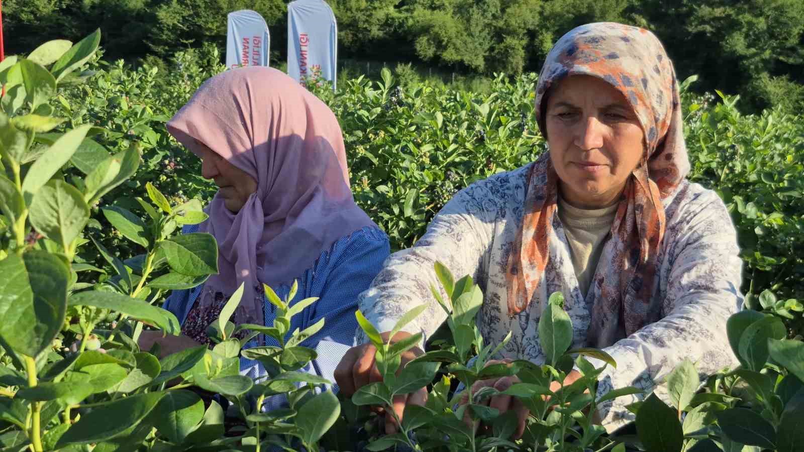 Yaban mersini meyvesinde y&uuml;ksek rekolte