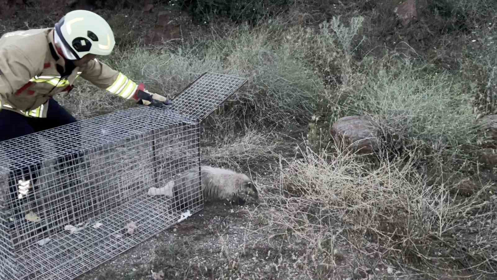 Doğada nadir g&ouml;r&uuml;len bal porsuğu mahsur kaldığı havuzdan kurtarıldı
