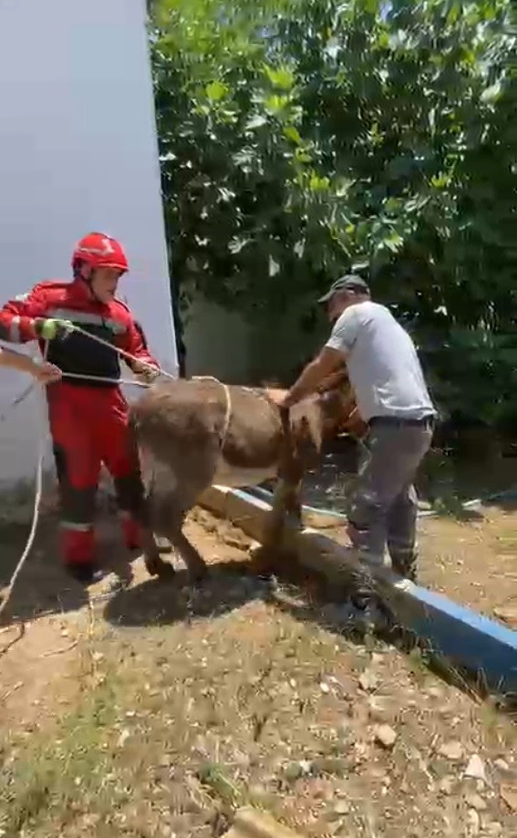 Havalandırma boşluğuna d&uuml;şen eşek kurtarıldı