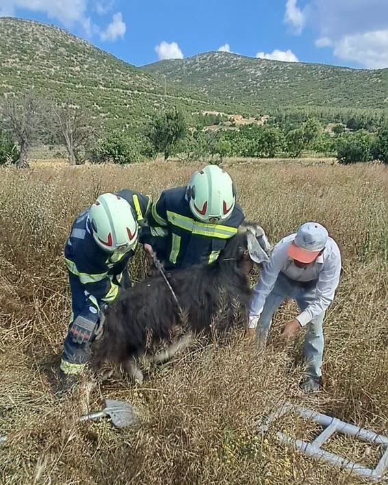 Denizli&rsquo;de kuyuya d&uuml;şen koyunları itfaiye kurtardı