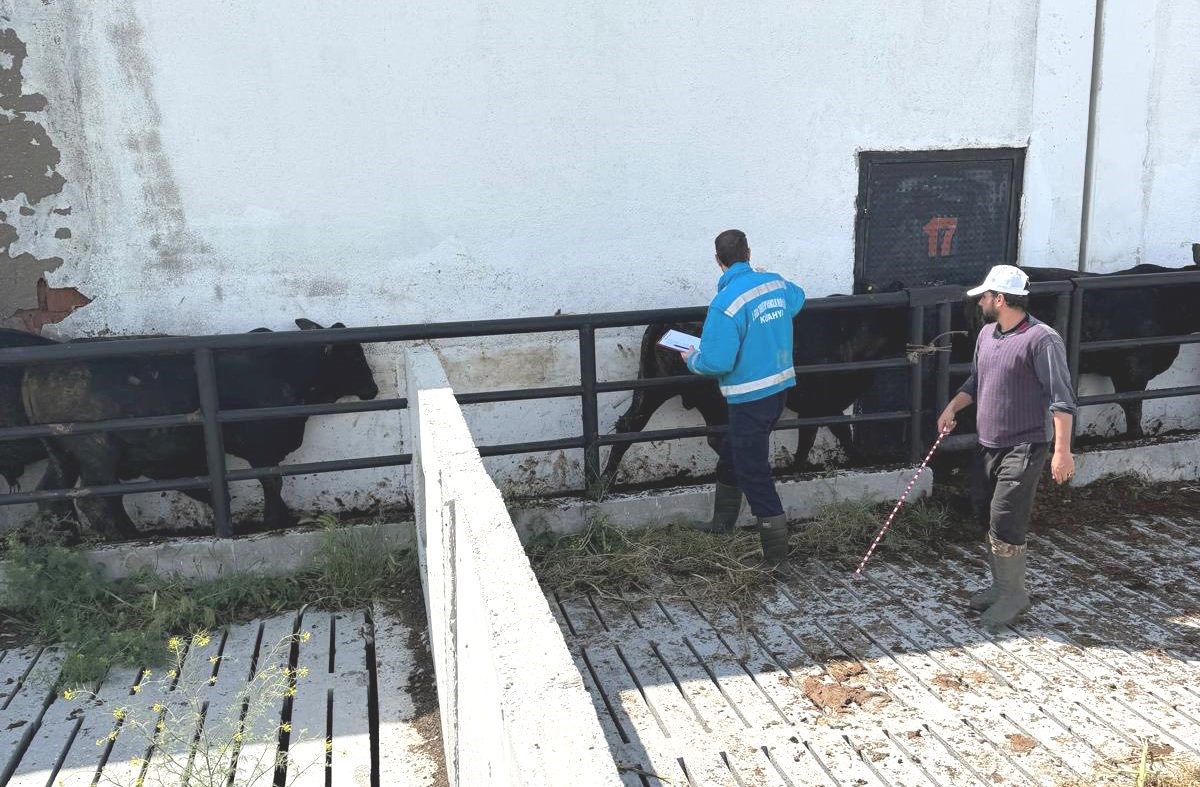 Kütahya’da ithal besilik danaların aşılama ve sağlık kontrolleri yapıldı